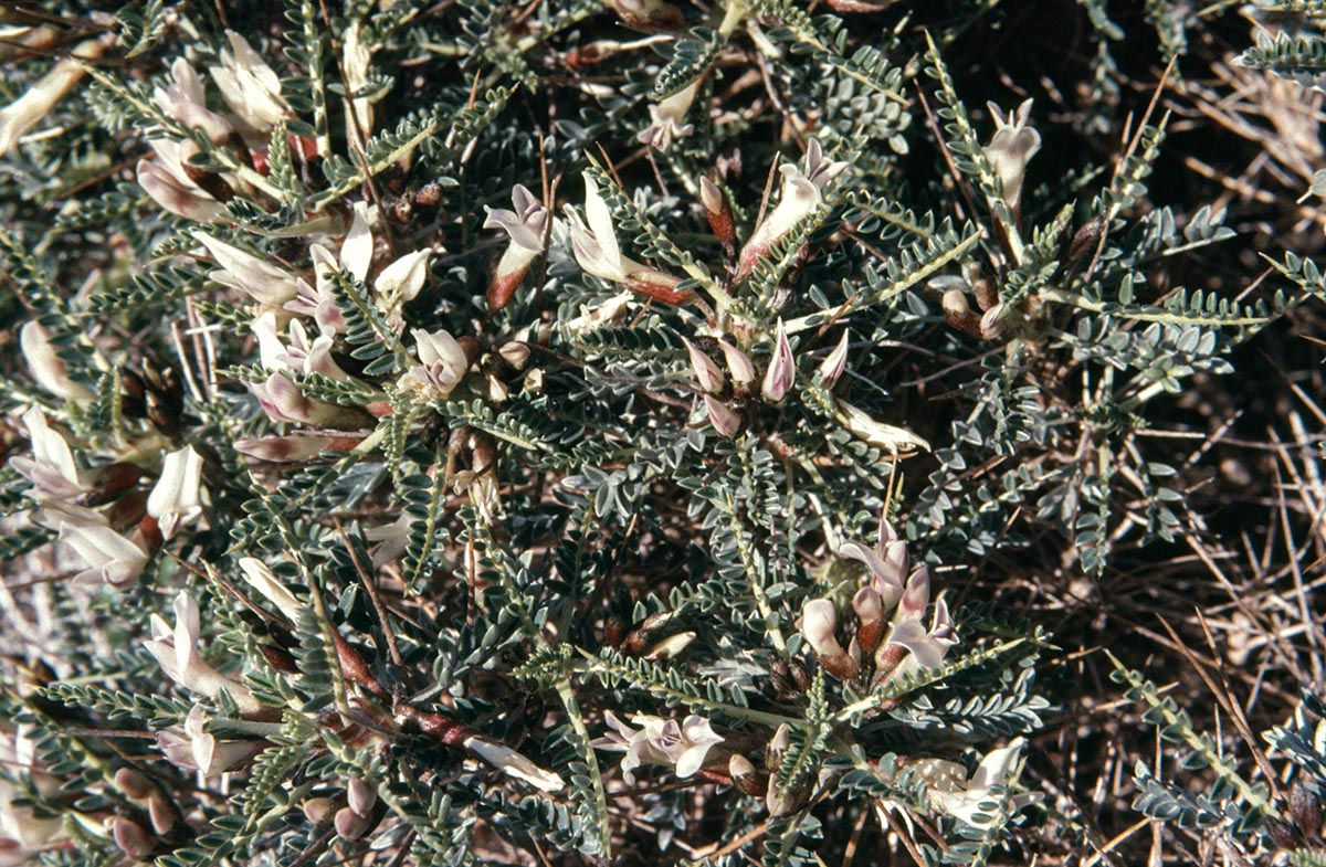 Astragalus tragacantha